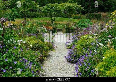 Juni Blakes Garden, Geranium rozanne gesäumten Weg, Aralia echinocaulis, Weg, mehrjährig, ikonisch, gemischt, Stauden, Grenze, Betten, Wicklow, Irland, Garten, Garten Stockfoto