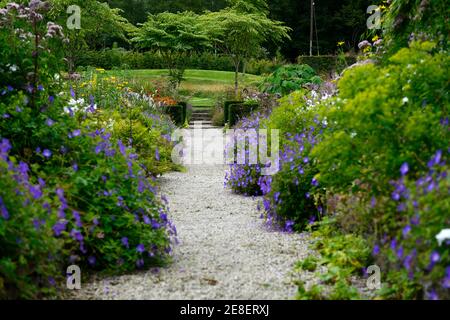 Juni Blakes Garden, Geranium rozanne gesäumten Weg, Aralia echinocaulis, Weg, mehrjährig, ikonisch, gemischt, Stauden, Grenze, Betten, Wicklow, Irland, Garten, Garten Stockfoto