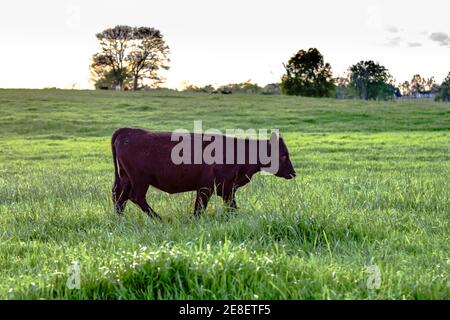 Schwarze Angus-Mischblütjunge, die über eine grüne Weide geht Stockfoto