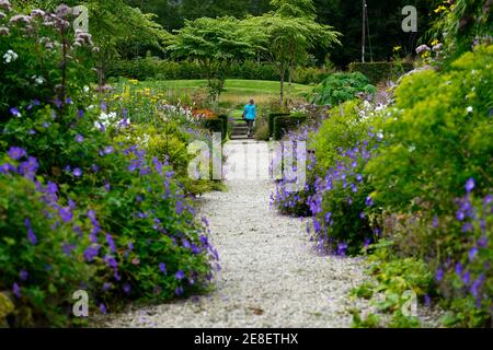 Juni Blakes Garden, Geranium rozanne gesäumten Weg, Aralia echinocaulis, Weg, mehrjährig, ikonisch, gemischt, Stauden, Grenze, Betten, Wicklow, Irland, Garten, Garten Stockfoto