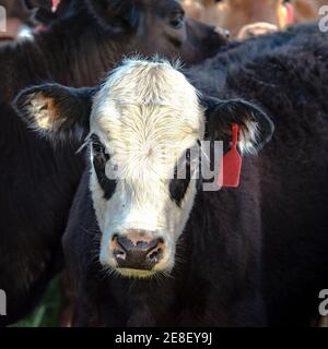 Nahaufnahme einer schwarzen, baldigen Angus-Mischkalbe Stockfoto