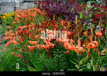 cotinus Gnade, Laub, Blätter, Lilium lancifolium, crocosmia, crocosmias, Phlox, Dahlie, rot orange gelbe Blumen, heiße Grenze, heiße Grenzen, Sommer in der Garde Stockfoto