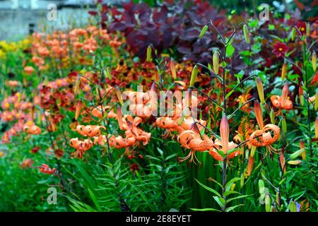 cotinus Gnade, Laub, Blätter, Lilium lancifolium, crocosmia, crocosmias, Phlox, Dahlie, rot orange gelbe Blumen, heiße Grenze, heiße Grenzen, Sommer in der Garde Stockfoto