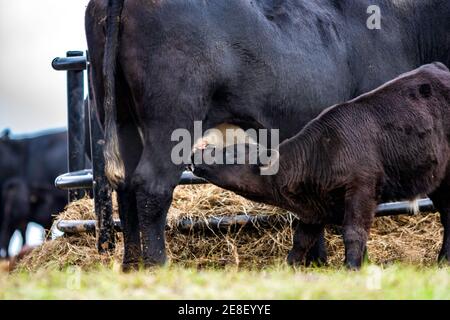 Schwarzes Kalb stillende von schwarzen Kuh Stockfoto