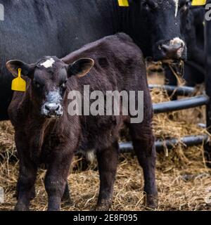 Schwarz Angus gekreuzt Kalb mit Milch auf seinem Gesicht mit Mutter im Hintergrund Stockfoto