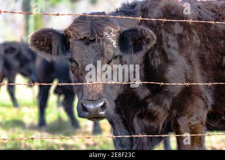 Schwarze Färse mit rauem Wintermantel, der durch einen Stachelkrautbaum schaut Drahtzaun Stockfoto