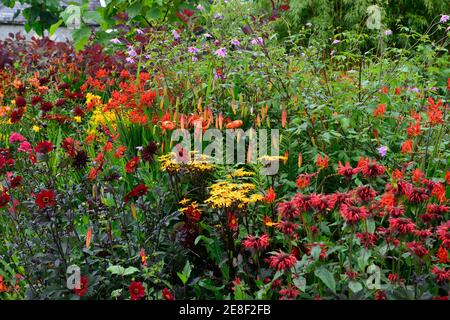 monarda jacob cline,lilium lancifolium tigrinum splendens,ligularia dentata britt marie crawford,crocosmia,phlox,dahlia,rot Orangefarbene gelbe Blüten, oran Stockfoto