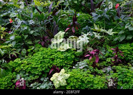 Podophyllum fleckig dotty, Brunnera, amaranthus, Hellebores, corydalis, eucomis, Blätter, Laub, gemischte Pflanzschema, Bodenabdeckung, Schichten, geschichtete Gartenarbeit, pe Stockfoto