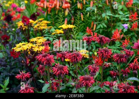 monarda jacob cline,lilium lancifolium tigrinum splendens,ligularia dentata britt marie crawford,crocosmia,rot Orangefarbene gelbe Blumen, heiße Grenze, heiße bo Stockfoto