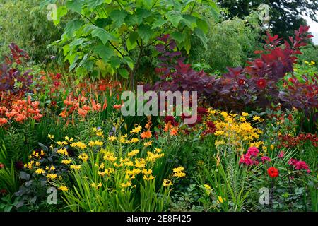 paulownia tomentosa, Cotinus Gnade, Laub, Blätter, crocosmia, crocosmias, Phlox, Dahlie, rot orange gelbe Blumen, heiße Grenze, heiße Grenzen, Sommer in der gard Stockfoto