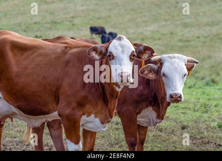 Braford Kühe aus der Nähe Blick auf die Kamera mit anderen Rindern grasen im Hintergrund aus dem Fokus. Stockfoto