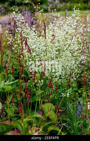 Thalictrum delavayi Splendide Weiß,Persicaria amplexicaulis,korallenrote Blumen,Blume,Blüte,blühend,Mischbepflanzung,Kombination,Chinesisch Stockfoto