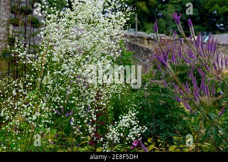 Thalictrum delavayi Splendide Weiß, Veronicastrum virginicum Faszination, lila lila lila weiße Blüten, Blume, Blüte, blühenden, blühenden, gemischte Bepflanzung Schema Stockfoto