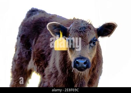 Angus gekreuzt Kalb mit gelben Ohr Tag von Brust nach oben - isoliert Stockfoto