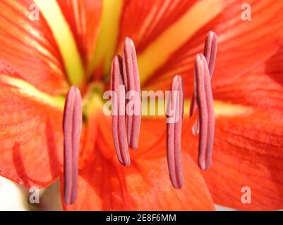 Amaryllis Blume, Nahaufnahme eines Fotos in einem Garten, nordchina Stockfoto