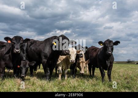 Schwarzer Angus-Stier, der mit einer Gruppe Angus- und Charolais-Mischerfibel auf einer Frühlingsweide mit bedecktem Himmel steht. Stockfoto