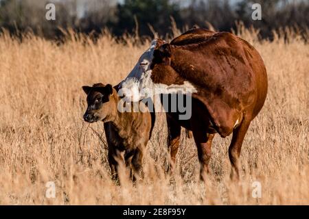 Eine Hereford-Rinderkuh leckt ihr Kalb in einem Schlafende Winterweide Stockfoto