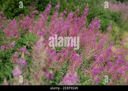 Ein großer Klumpen Rosebay Weidenkraut (Chamerion angustifolium) Stockfoto