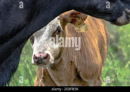 Braun und weiß Kalb Peaking von hinten seine Mutter Stockfoto