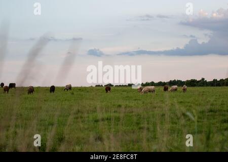 In der Ferne grasenden Rinderkreuzkühe mit unscharf gezogenem Gras im Vordergrund und Platz für Kopien oben. Stockfoto