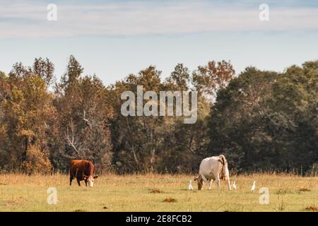 Zwei kommerzielle Kühe grasen in einem Herbst Weide in der südosten Stockfoto