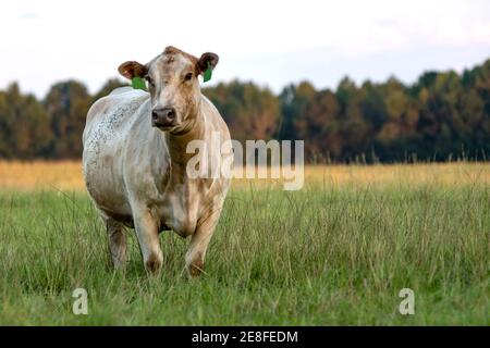 Weiße Charolais gekreuzt Rind Kuh stehend in kniehohen Gras mit Leerer Bereich zum Kopieren nach rechts Stockfoto