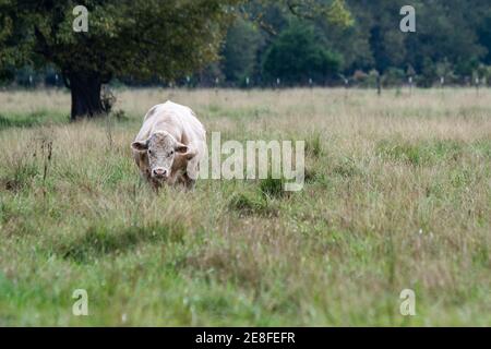 Lone Charolais Stier steht in einer hohen Frühherbstweide mit leerem Bereich für Kopie nach rechts. Stockfoto