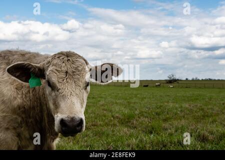 Charolais gekreuzt Färse auf der linken Seite Blick auf die Kamera mit anderen Rindern im Hintergrund und Raum für Kopie auf der rechten Seite. Stockfoto