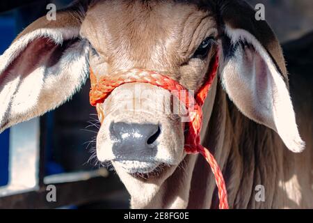 Nahaufnahme eines Brahman Kalbes Gesicht mit einem roten Halter Stockfoto