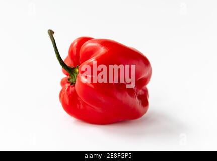 Rote Habanero Chili Pfeffer isoliert mit einem weißen Hintergrund. Stockfoto