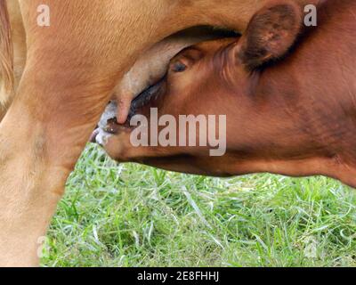 Nahaufnahme von Red Angus Kalb Stillen mit Milch spritzte Über sein ganzes Gesicht Stockfoto