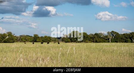 Webbanner von reifen Gräsern auf einer Spätsommerweide in der Südost-Küstenebene mit Viehweiden in der Ferne. Stockfoto