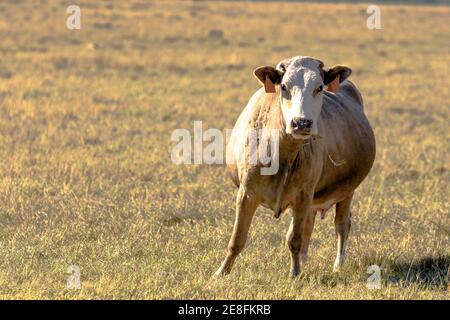 Kommerzielle Rinderkuh mit Grasstamm im Mund stehend In einem ruhenden bermuda Gras Weide mit blanken Bereich zu Die Linke Stockfoto