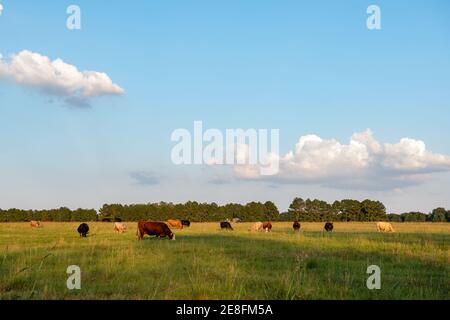 Kommerzielle Rind Kuh Herde weiden Bermudagrass Weide während der goldenen Stunde. Stockfoto