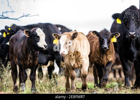 Drei kommerzielle Kälber und Kuh Stockfoto