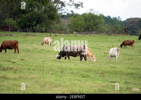 Eine Gruppe von gekreuzten kommerziellen Kühen, die auf einem Bermudagrass grasen Weide in Alabama Stockfoto