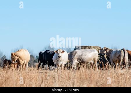 Kommerzielles gekreuzten Rind-Rind, das um einen runden Ballenfutterer in einer ruhenden Winterweide mit negativem Platz oben für Kopie gesammelt wurde. Stockfoto