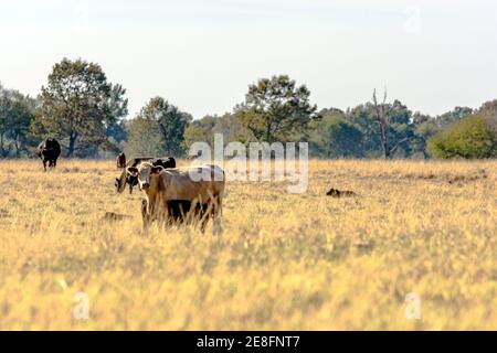 Gewerbliches Rind in einer flachen, ruhenden bermuda-Grasweide mit leerer Fläche im Vordergrund. Stockfoto