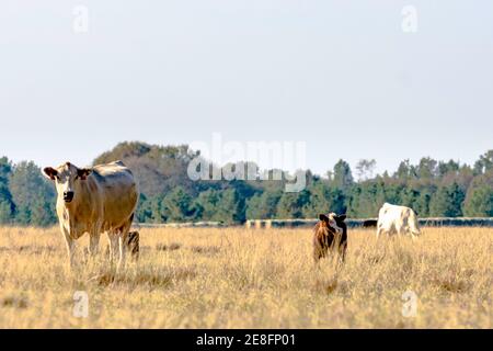 Kommerzielle Rinderkühe in einem ruhenden bermuda Gras Weide in November Stockfoto
