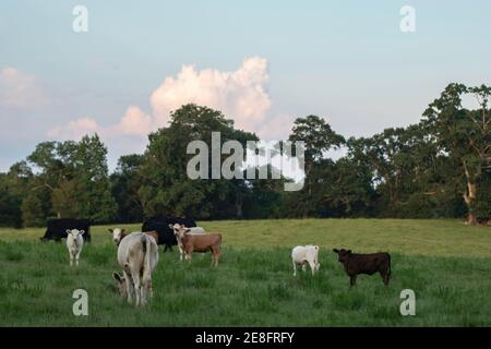 Landschaft von kommerziellen Rind Kühe und Kälber in einer üppigen Sommerweide in der kühlen des Abends an einem Sommertag. Stockfoto