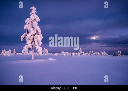 Der Mond steigt in der offenen Wildnishütte Pahakuru auf, Enontekiö, Lappland, Finnland Stockfoto