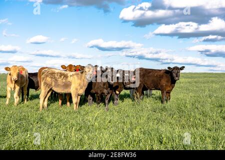 Kommerzielle gekreuzten Färsen stehen in einer Gruppe in einer üppigen Grüne Weide mit Wolken und blauem Himmel Stockfoto