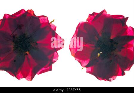 Gepresste rote Rosenblütenköpfe auf weißem Hintergrund Stockfoto