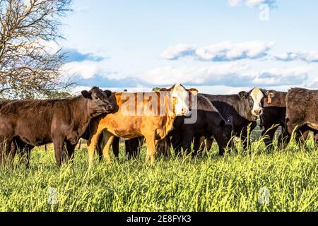 Kommerzielle gekreuzten Färsen, die in einer Frühlingsweide von Roggengras stehen Stockfoto
