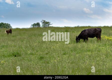 Eine Angus Kuh mit einem gekreuzten Kalb in einem grünen Sommerweide mit blauem Himmel Stockfoto