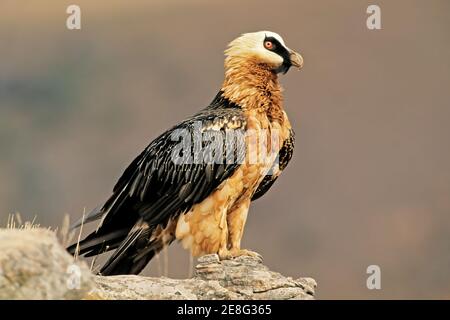 Ein gefährdeter Bartgeier (Gypaetus barbatus), der auf einem Felsen thront, Südafrika Stockfoto