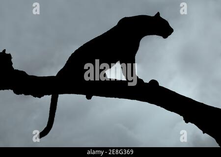 Silhouette eines Leoparden (Panthera pardus), der in einem Baum gegen einen bewölkten Himmel sitzt, Südafrika Stockfoto