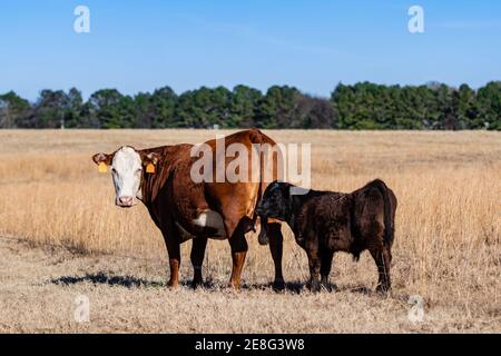 Rot-weiße Fleckvieh-Mischkuh mit einem schwarzen Angus-Mischvieh, das auf die Kamera zurückblickt, während es auf einer schlafenden braunen Weide steht. Stockfoto