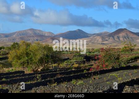 Wunderschöne Landschaft auf Lanzarote. Ein Garten mit einer blühenden Bougainvillea und kleinen Lavasteinwänden. Blick auf das Bergmassiv Los Ajaches. Lanzar Stockfoto