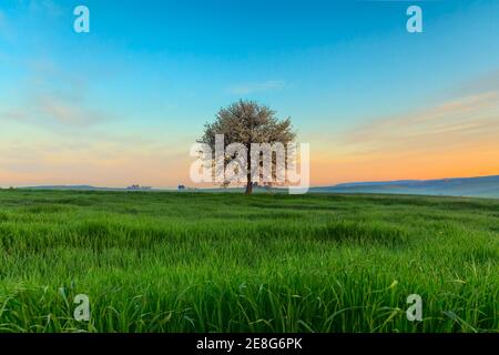 Sonnenaufgang im Frühling. Zwischen Apulien und Basilikata: Frühlinglandschaft mit Weizenfeld. ITALIEN. Einsamer Baum in Blüte über Maisfeld unreif. Stockfoto